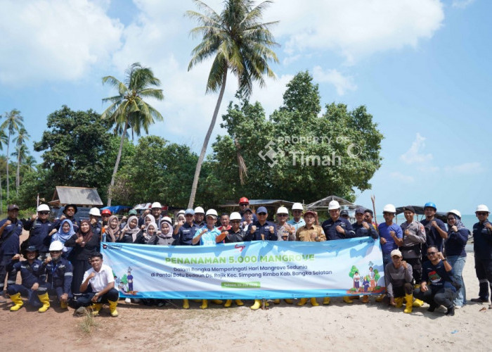 PT Timah Kolaborasi dengan Karang Taruna Desa Rajik Tanam Ribuan Mangrove 