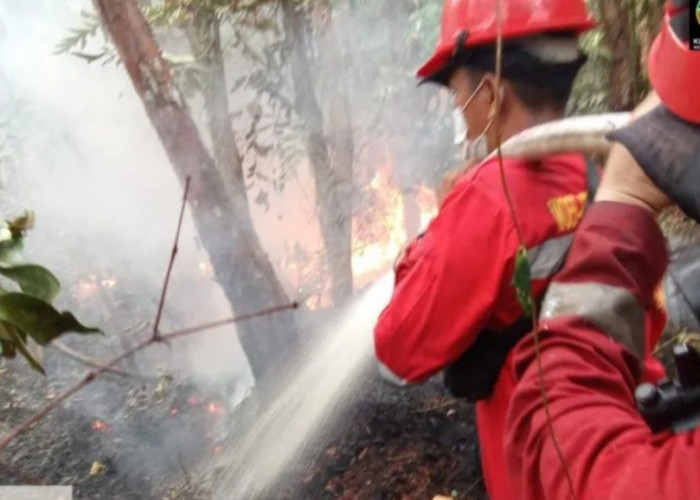 Manggala Agni Berjibaku Padamkan Karhutla Hutan Lindung Mapur