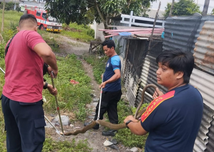 Hiii... Ada Ular Cobra Masuk Rumah Warga di Sungailiat