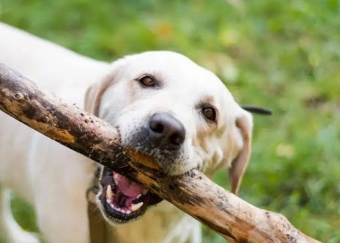 Ngeri... Bocah Perempuan 10 Tahun Diserang Segerombolan Anjing di Rajik