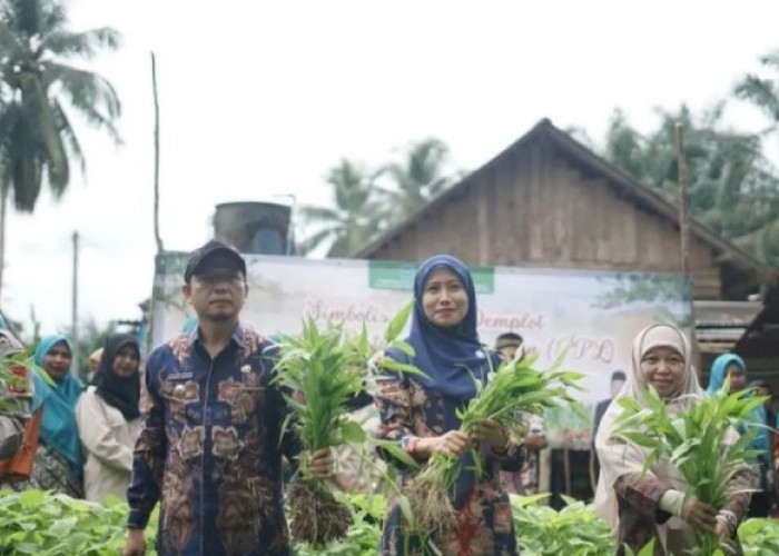 Pemkab Bangka Tengah panen sayuran program P2B