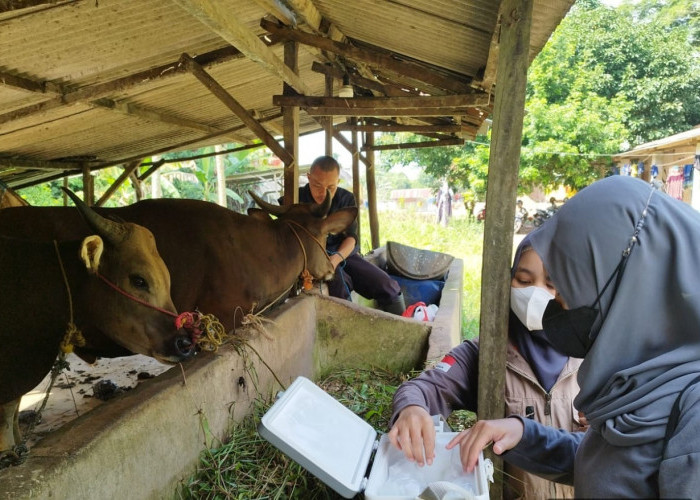 Menjelang Peringatan HUT ke 80 RI, DPPP Basel Targetkan Segini Vaksinasi Sapi 