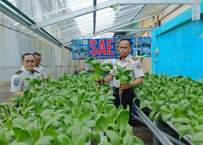 Lapas Narkotika Pangkalpinang Panen Pakcoy Hidroponik, Manfaatkan Lahan Kosong Jadi Produktif