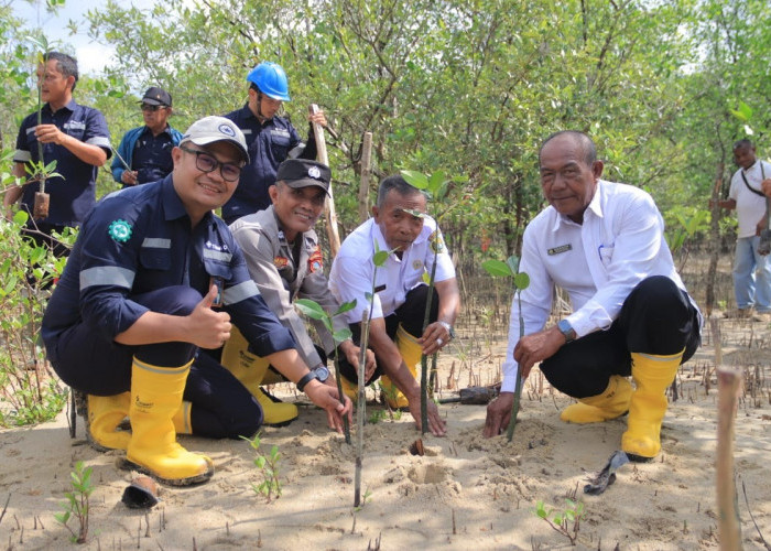 Langkah Berkelanjutan PT Timah Dalam Melestarikan Lingkungan, Tanam 2500 Bibit Mangrove di Karimun 