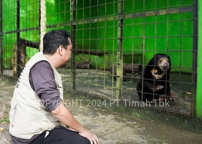 Tambang Timah Ilegal Merajalela di Bangka Belitung, Ancam Ekosistem Satwa Endemik