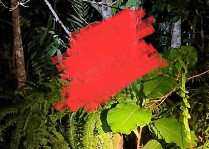 Malam-malam, Warga Temukan Mayat di Pohon Tengah Hutan