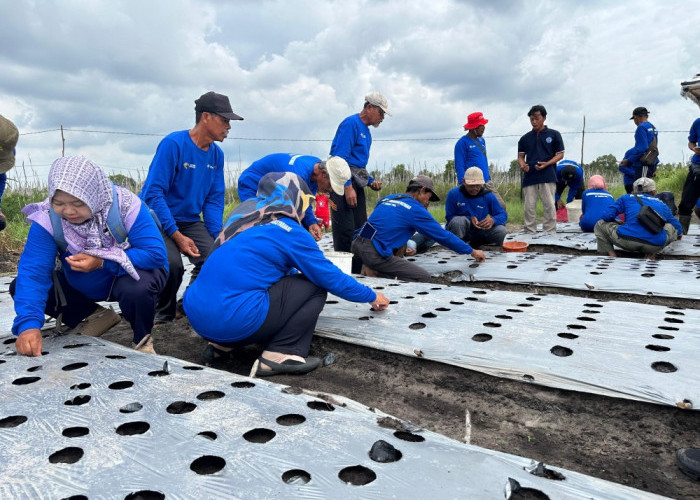 PT Timah Gelar Pelatihan Budidaya Bawang Merah di Belitung Timur