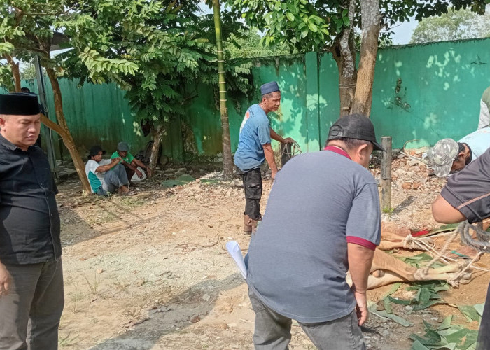 Kakanwil Kemenag Babel Sumbang 1 Ekor Sapi di Beltim, Pegawainya Urunan 4 Sapi Bagi Warga di Pulau Bangka