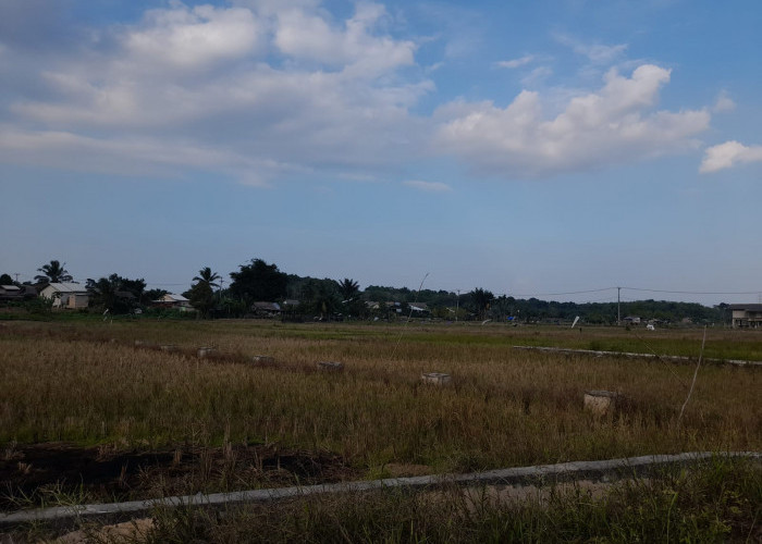 Terdampak Musim Kemarau,  Petani Padi Namang Tunda Masa Tanam