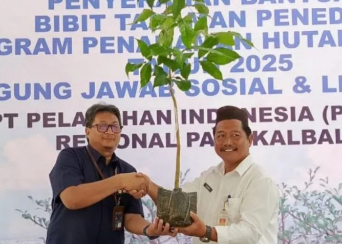 DLH Pangkalpinang Temukan Tanaman Manggis Klabang dinyatakan Punah