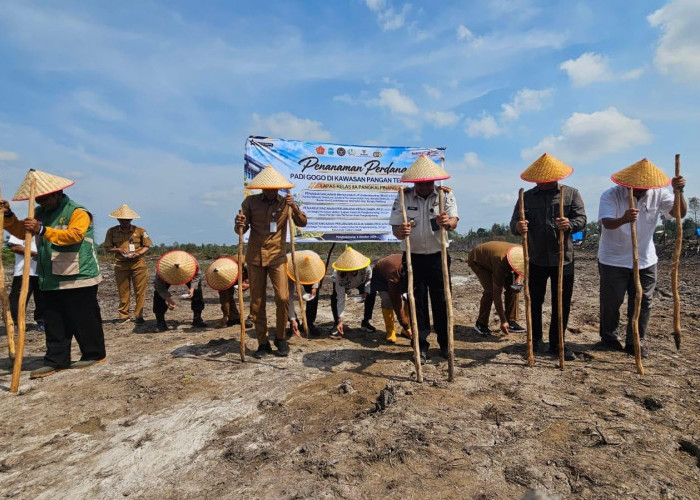 Lapas Pangkalpinang Tanam Padi Gogo Khas Bangka, Wujudkan Kawasan Pangan Terpadu di Tuatunu