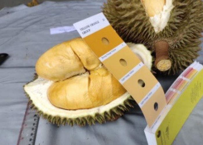 Durian Tembaga Super Bangka Barat Sudah Tercatat Sebagai Sumber Daya Genetik 