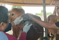 Pengawasan Hewan Kurban, di Basel Ratusan Sapi dan Kambing Dipastikan Sehat Jelang Iduladha 2026