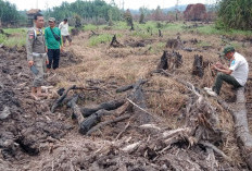 Pasca Dihentikan, Pol PP Bangka Pantau Konservasi Sungai Upang yang 20 Hektar Sempat Dihajar Alat Berat