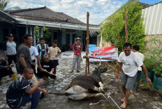 PKS Bagikan Seribu Daging Sapi Kurban  ke Masyarakat Wilayah Koba dan Para Kader 