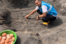 Dari Pesisir Tobelo, PLN Menanam Harapan untuk Generasi Mendatang