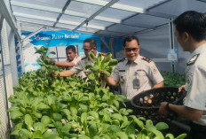 Lapas Narkotika Pangkalpinang Panen 64 Kg Pakcoy dari Styrofoam Bekas, Warga Binaan Dilibatkan