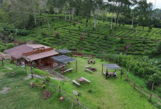 Kampung Koboi Tugu Selatan, Wujud Transformasi Desa Berbasis Potensi Lokal dalam Program Desa BRILiaN