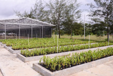 Komitmen Pengelolaan Lingkungan, PT Timah Reklamasi ratusan Hektar Lahan Pasca Tambang di Bangka Belitung