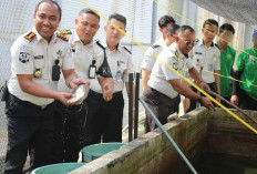 Panen 300 Kg Gurame, Lapas Narkotika Pangkalpinang Optimalkan Budidaya Perikanan Air Tawar