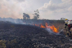 Karhutla Beltim Capai 149 Kasus, 284 Hektare Terbakar hingga 14 Agustus 2026