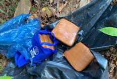 Warga Air Duren Temukan 5 Bungkusan Diduga Ganja Tak Bertuan di Kebun Sawit