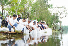 PT Timah Tbk Tebar Belasan Ribu Bibit Ikan di Kolong Bekas Tambang