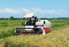 BMKG Ingatkan Petani Tak Tanam Padi Selama Kemarau Guna Cegah Puso