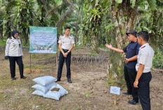 Kompos Lapas Pangkalpinang Uji Kualitas di Kebun Sawit Binaan Lapas Tanjungpandan