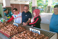 Empat SPPG di Bangka Butuh 98 Ribu Butir Telur Ayam per Bulan untuk MBG   