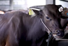 Pemprov Babel Perketat Pemasukan Ternak Jelang Hari Besar Keagamaan