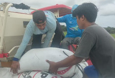 Akibat Serangan Hama, Panen Perdana IP 300 di Desa Rias Belum Maksimal 