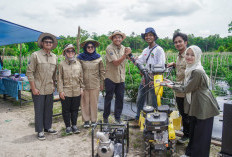 Perkuat Semangat GNPIP: BI Babel Panen Cabai Bersama Poktan Pelita Bumi Raya di Belitung Timur
