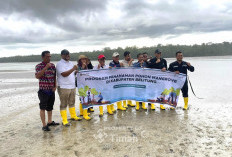 PT Timah Tbk Tanam Mangrove di Belitung, Perkuat Ketahanan Pesisir dan Ekonomi Masyarakat