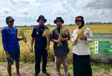 Kompos Lapas Pangkalpinang Terbukti Berkualitas, Dongkrak Hasil Panen Padi Desa Rias