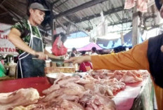 Babel Tambah Stok 80 Ton Turunkan Harga Daging Ayam