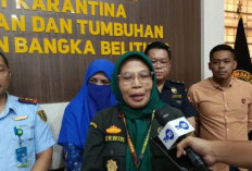 Babel Perketat Pasokan Babi Jelang Imlek