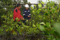 PT Timah Tbk Konsisten Dorong Pelestarian Lingkungan Melalui Program Seribu Pohon untuk Negeri