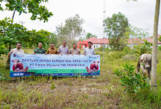 PT Timah Berbagi Hewan Kurban, Warga Bangka Selatan Rasakan Hangatnya Iduladha