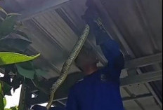 Damkar Evakuasi Ular Dari Atap Rumah Warga