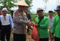 Kapolda Babel Ikuti Panen Raya Jagung Serentak, Polri Tegaskan Hadir di Garis Depan Ketahanan Pangan Nasional