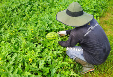Dari Melon Kini Semangka, Kompos Produksi Lapas Pangkalpinang Terus Tunjukkan Kualitas