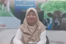 BUMDes Peternakan di Bangka Produksi 23 Ribu Butir Telur Ayam Ras