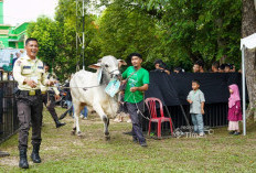 PT Timah Salurkan Ratusan Hewan Kurban di Momen Iduladha 1447 H