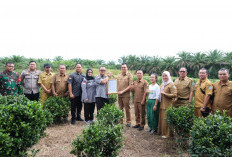 Teh Tayu Jebus Resmi Terdaftar sebagai Indikasi Geografis