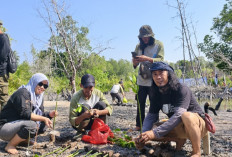 Kolaborasi AJI Pangkalpinang dan Komunitas Lingkungan, Tanam Mangrove di Eks Tambang DAS Hakok