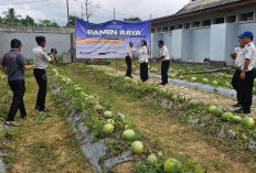Khasiat Kompos Lapas Pangkalpinang Teruji, Hasilkan Panen 231 Kilogram Semangka