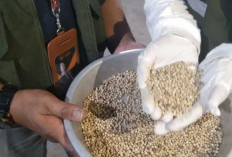 1,37 Ribu Ton Lada Putih Babel Tembus 5 Negara, Nilai Ekspor Capai Rp180 Miliar