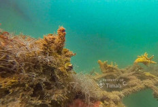 PT Timah Tbk Lepas 45 Unit Coral Garden di 2025, Dukung Ekosistem Laut dan Pariwisata Bahari