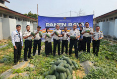 Lapas Pangkalpinang Panen Raya 518 Kg Citrullus Lanatus 